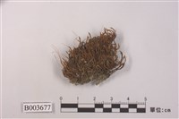 藏品(叢苔科)的圖片